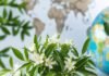 Lemon Myrtle Goes Global Exploring This Unique Botanical lemon myrtle branch next to passport